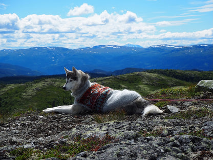 Alasuq Pullover Dog | for your dog from Alafosslopi by Lopi Island