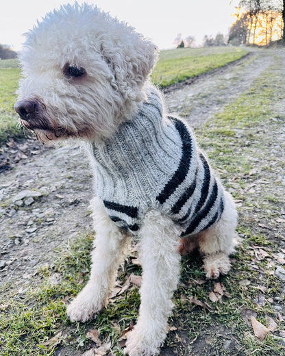 Rabea von gute-garne Hundepullover Black Sheep mit Alafosslopi von Lopi Island 1