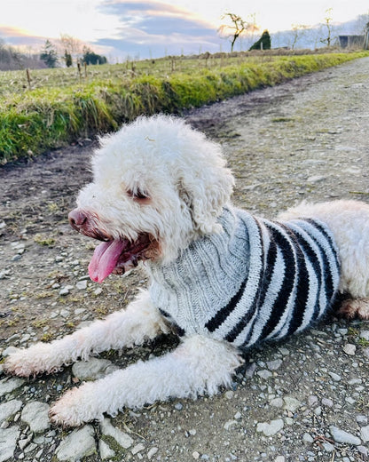 Dog Sweater Black Sheep (PDF) - pattern