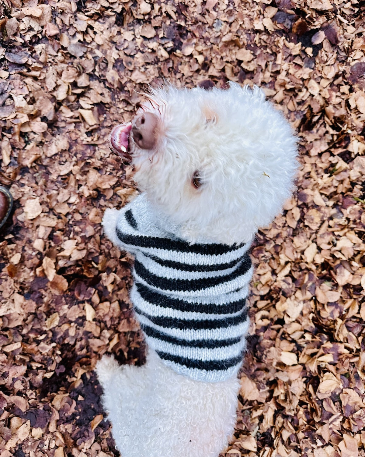 Rabea von gute-garne Hundepullover Black Sheep mit Alafosslopi von Lopi Island 5