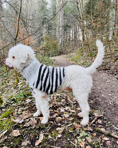 Rabea von gute-garne Hundepullover Black Sheep mit Alafosslopi von Lopi Island 8